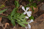 Sticky catchfly